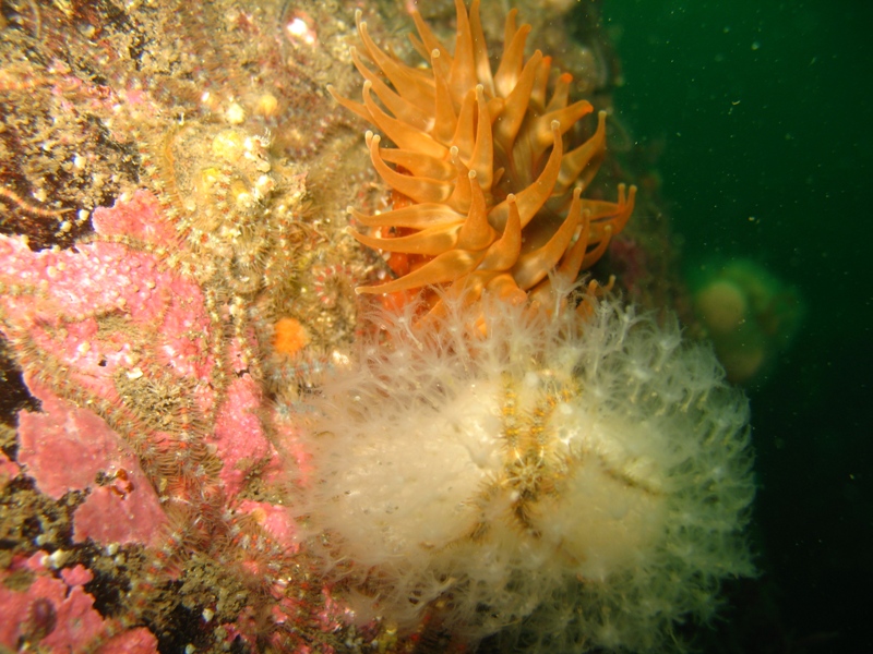 2009-05-23 St Abbs 060.jpg